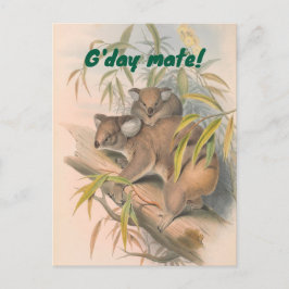 Cartão Postal Saudação Australiana do Amado do Dia com Koalas