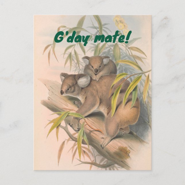 Cartão Postal Saudação Australiana do Amado do Dia com Koalas (Frente)