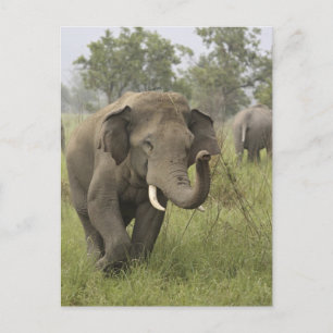 Cartão Postal Saudação de Elefante Asiático Indiano