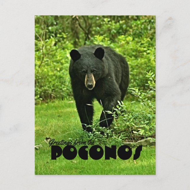 Cartão Postal Saudação do Urso Negro do Quintal Poconos (Frente)