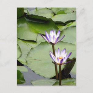 Cartão Postal Saudações All-Occasion One/Lotus Blooms