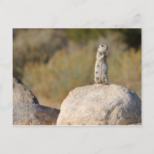 Cartão Postal Saudações Amigáveis