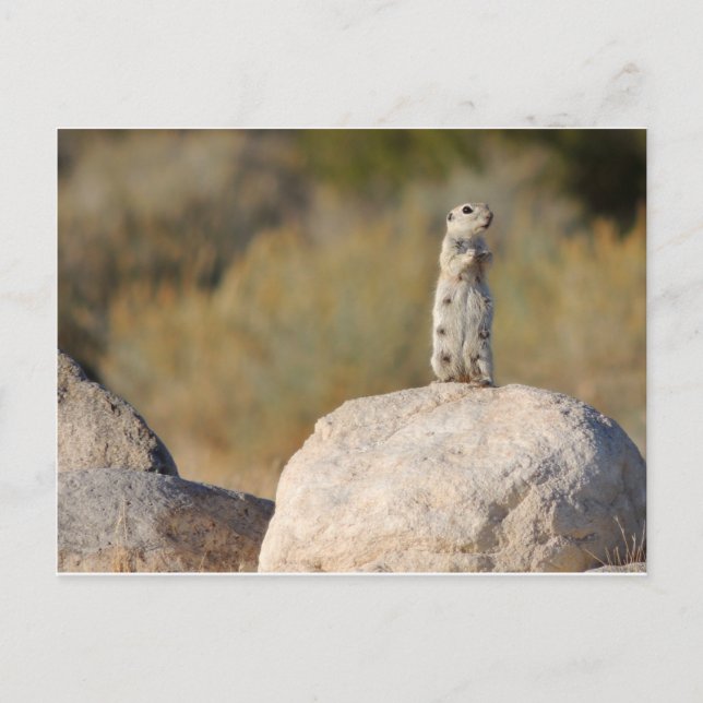 Cartão Postal Saudações Amigáveis (Frente)