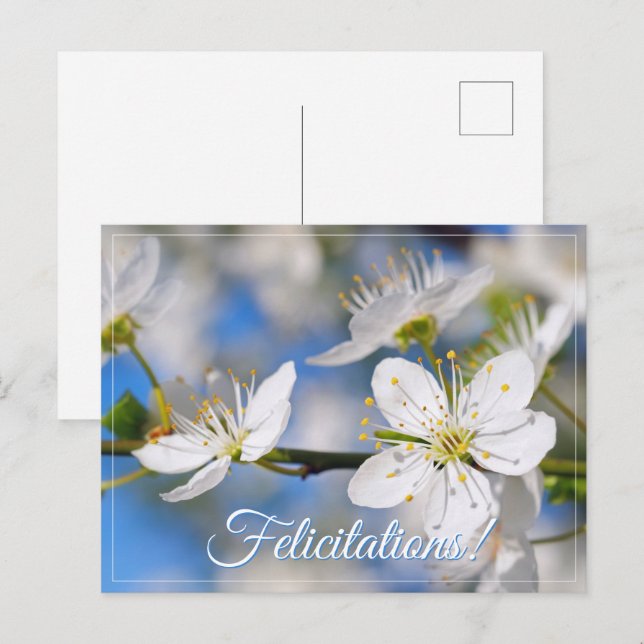 Cartão Postal Saudações brancas de primavera (Frente/Verso)