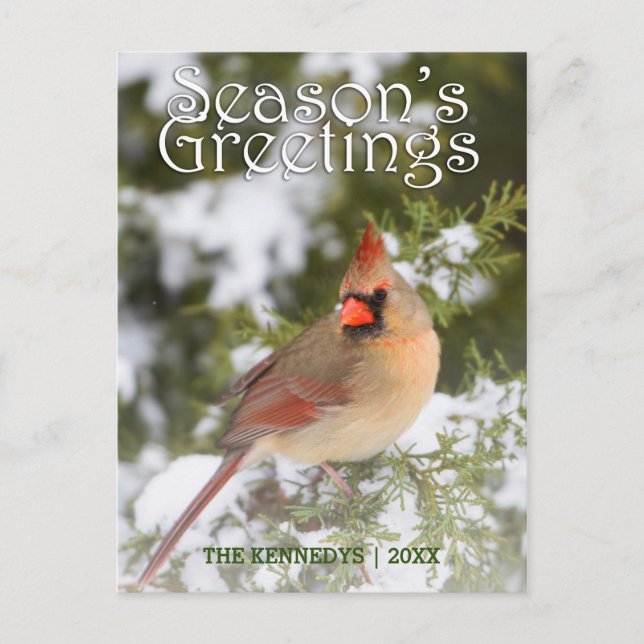 Cartão Postal Saudações - Cardeal Norte na Árvore de Juniper (Frente)