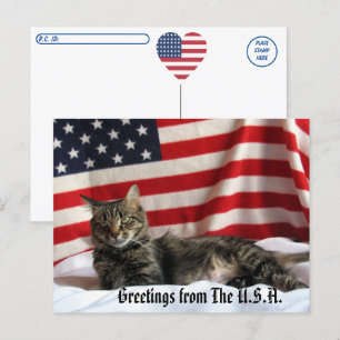 Cartão Postal Saudações Cat dos Estados Unidos