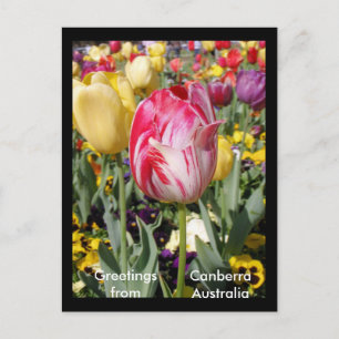 Cartão Postal Saudações da Austrália de Camberra