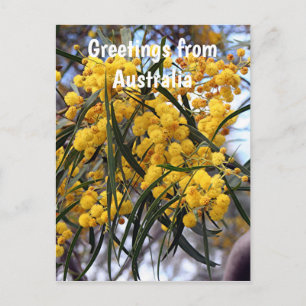 Cartão Postal Saudações da Austrália:Flores de acácia amarela