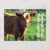 Saudações Da Carolina Do Norte!