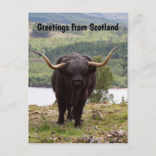 Cartão Postal Saudações da Escócia: Bovinos Black Highland