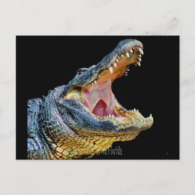 Cartão Postal Saudações da Flórida (Frente)