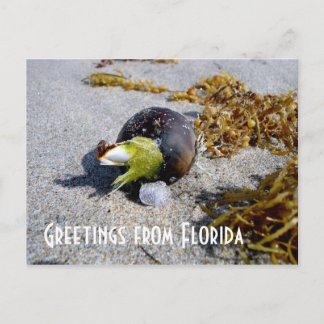 Cartão Postal Saudações da Flórida