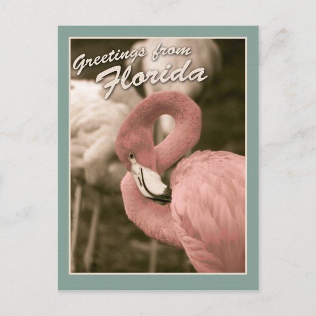 Cartão Postal Saudações da Flórida (Frente)