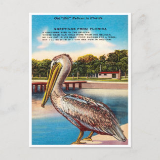 Cartão Postal Saudações da Flórida, Antigo Bill Pelican Florida