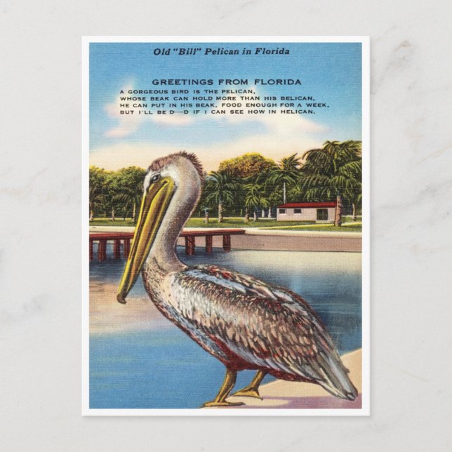 Cartão Postal Saudações da Flórida, Antigo Bill Pelican Florida (Frente)