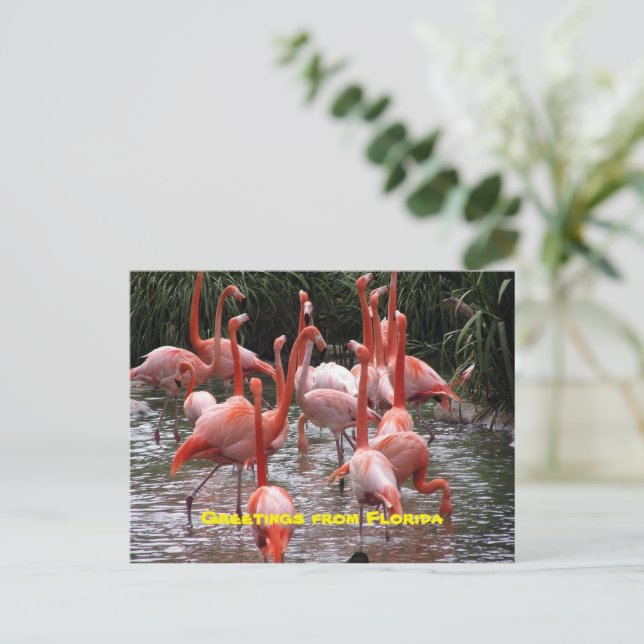 Cartão Postal "Saudações da Flórida", flamingos postais (Em pé/Frente)