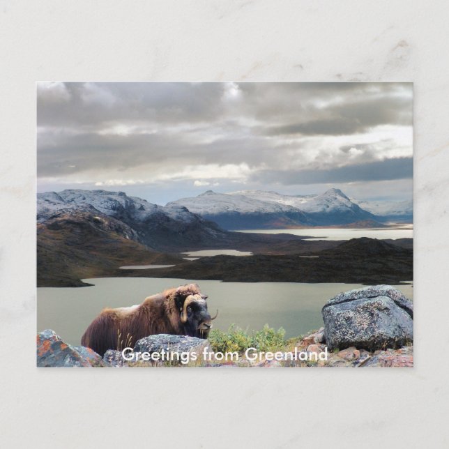 Cartão Postal Saudações da Gronelândia 13 (Frente)