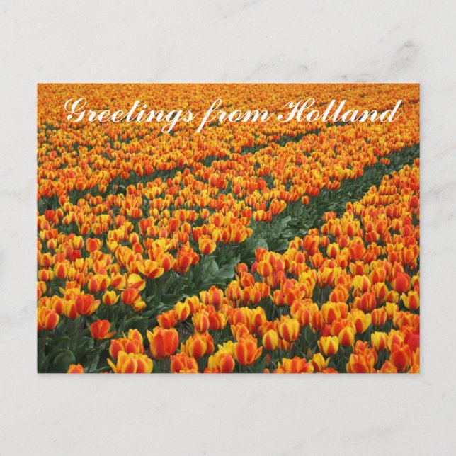 Cartão postal "Saudações da Holanda" (Frente)