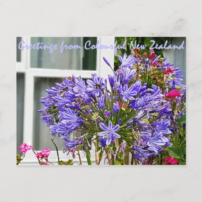 Cartão Postal Saudações da Nova Zelândia (Frente)