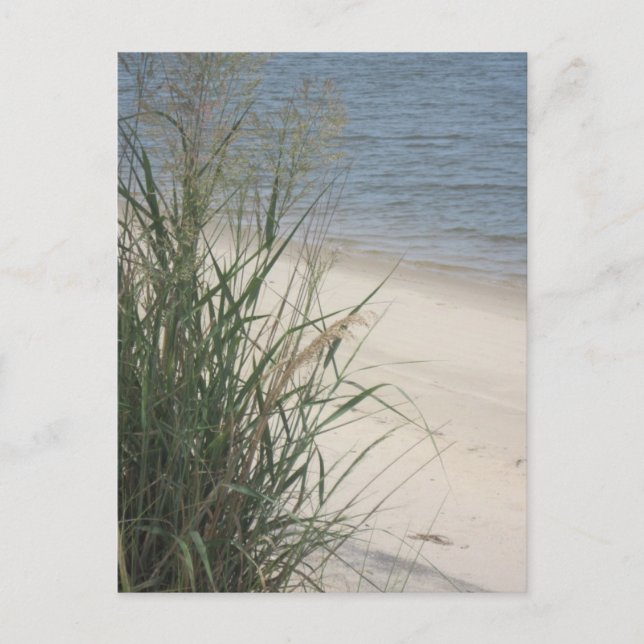 Cartão Postal Saudações da praia! (Frente)