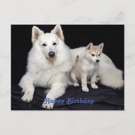 Cartão Postal Saudações de aniversário fofos para cachorros