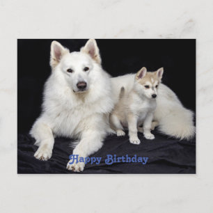 Cartão Postal Saudações de aniversário fofos para cachorros