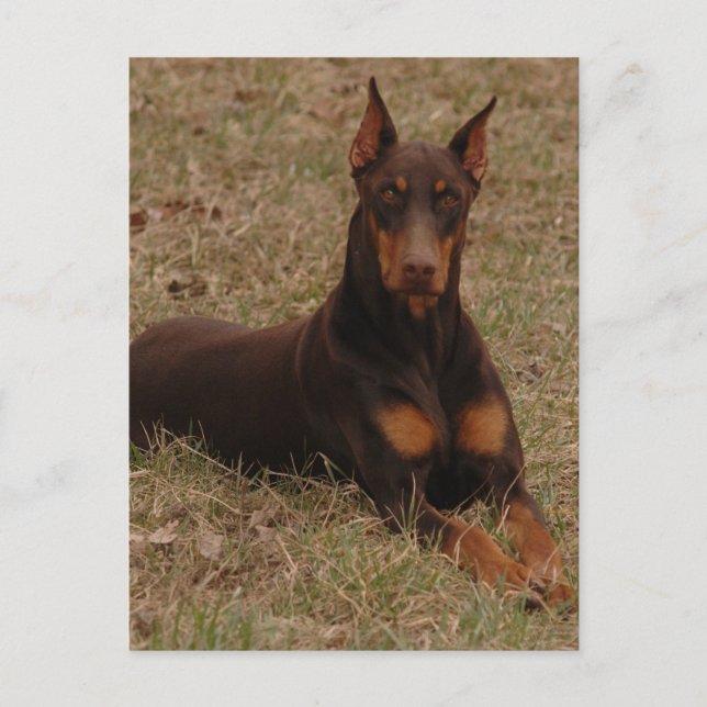 Cartão Postal saudações de doberman (Frente)