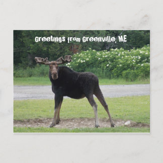 Cartão Postal Saudações de Greenville 1