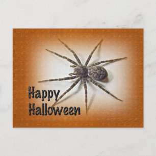 Cartão Postal Saudações de Halloween - Dolomedes tenebrosus Sp