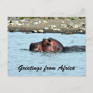 Cartão Postal saudações de hippo