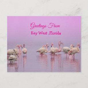 Cartão Postal Saudações de Key West Flórida, Flamingos Rosa