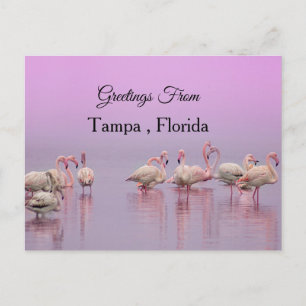 Cartão Postal Saudações De Tampa, Flórida, Flamingo