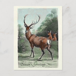 Cartão Postal Saudações de Temporada Coloridas de Veado Vermelho