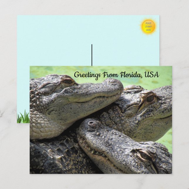 Cartão Postal Saudações Do Alligator Da Flórida (Frente/Verso)