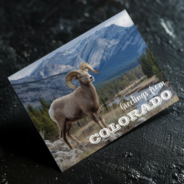 Cartão Postal Saudações do carneiro selvagem de Colorado (Criador carregado)