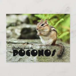 Cartão Postal Saudações do Chipmunk Poconos Mischievous