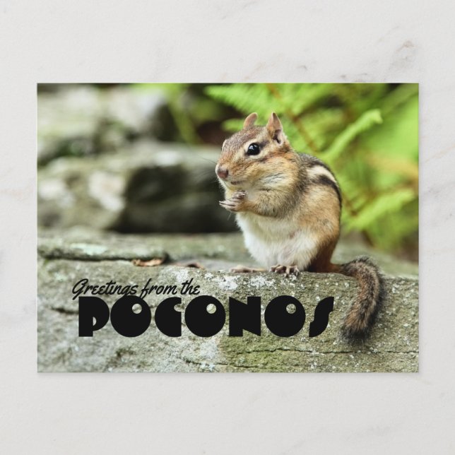 Cartão Postal Saudações do Chipmunk Poconos Mischievous (Frente)