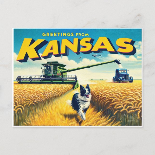 Cartão Postal Saudações do Kansas Wheat Combine Border Collie (Frente)