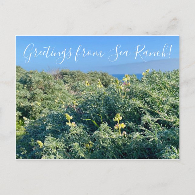Cartão Postal Saudações do Sea Ranch! (Frente)