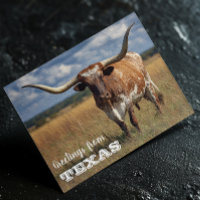 Saudações do Touro Texas Longhorn