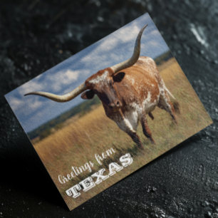 Cartão Postal Saudações do Touro Texas Longhorn
