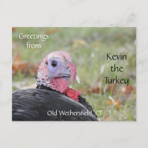 Cartão Postal Saudações Kevin The Turkey - Old Wethersfield , CT