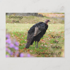 Cartão Postal Saudações Kevin The Turkey - Old Wethersfield , CT