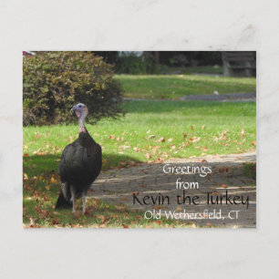 Cartão Postal Saudações Kevin The Turkey - Old Wethersfield , CT