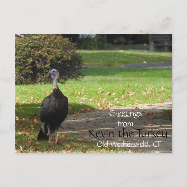 Cartão Postal Saudações Kevin The Turkey - Old Wethersfield , CT (Frente)