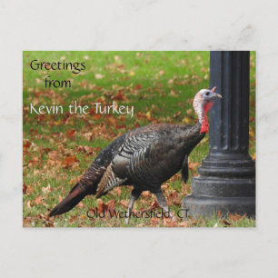 Cartão Postal Saudações Kevin The Turkey - Old Wethersfield , CT