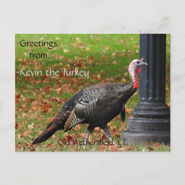 Cartão Postal Saudações Kevin The Turkey - Old Wethersfield , CT (Frente)