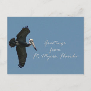 Cartão Postal Saudações Pelicanas do Ft. Myers