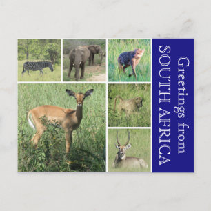 Cartão Postal saudações sul-africanas