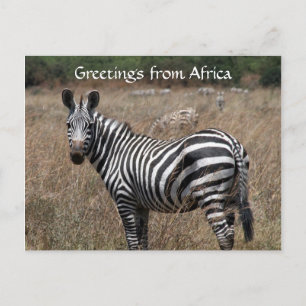 Cartão Postal saudações zebra